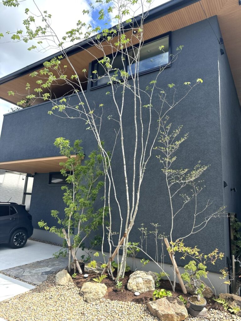 そそり立つアオダモがシンボルツリーのお家