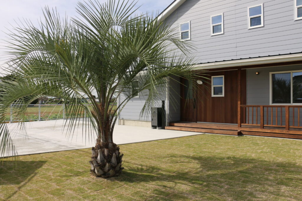 大きなヤシの木のこかげ