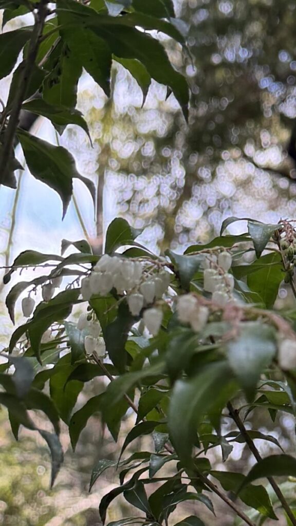 新芽の季節になりました