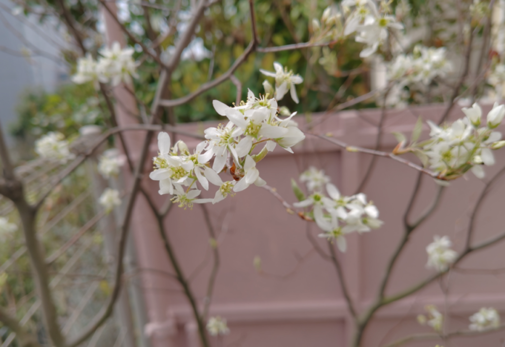 ジュンベリーの新芽　害虫発生！！