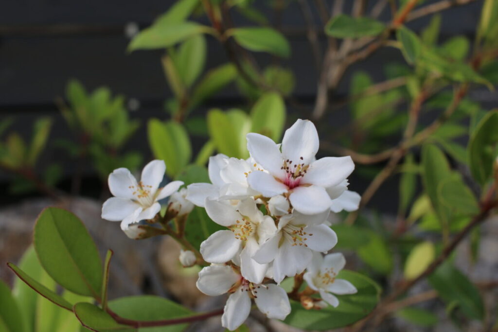 B群低木シャリンバイの花