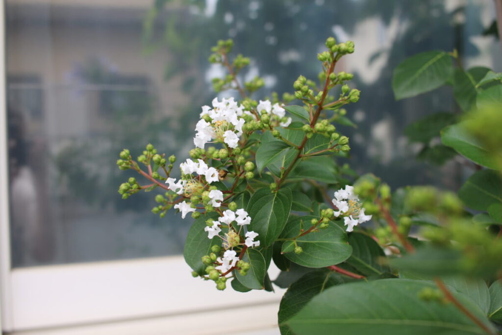 サルスベリの花