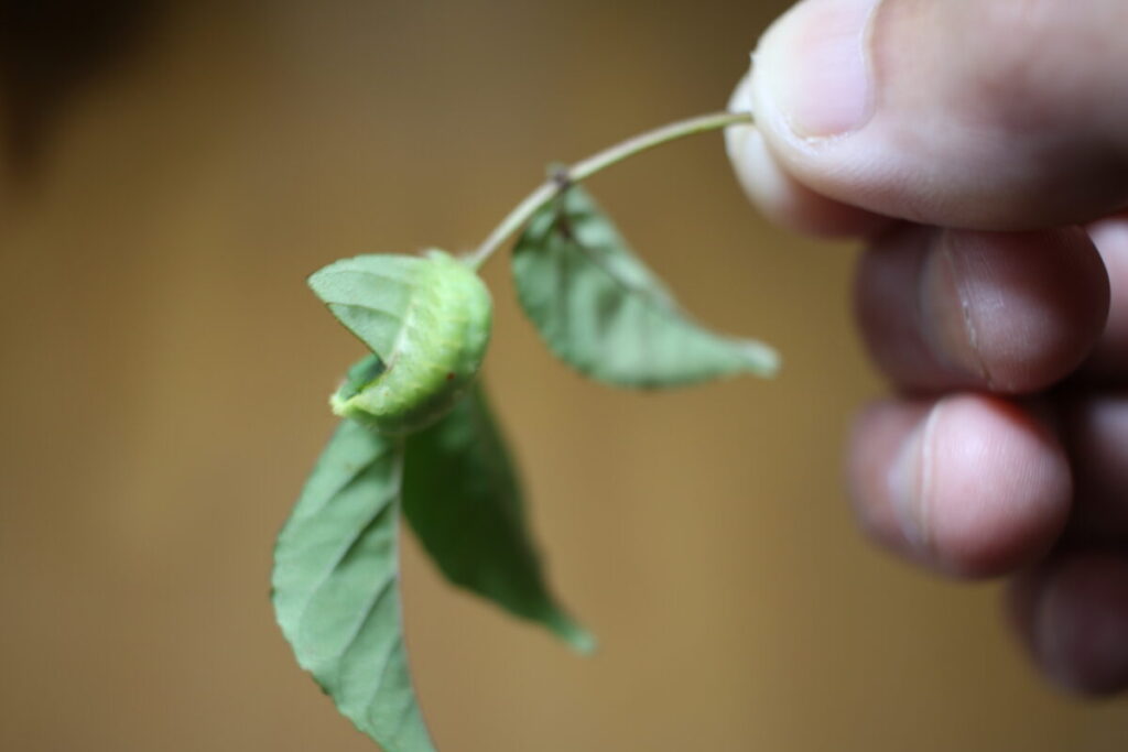 アオダモの葉にイラガの幼虫付く